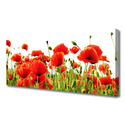 Quadro canvas Papoulas Plantam Natureza