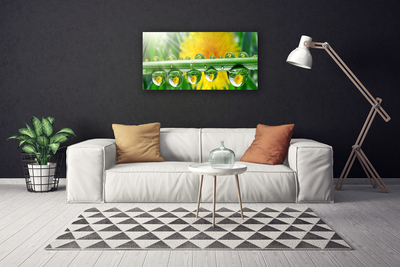 Quadro canvas Caule Gotas Orvalho Planta