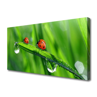 Quadro canvas Gotas de grama joaninha