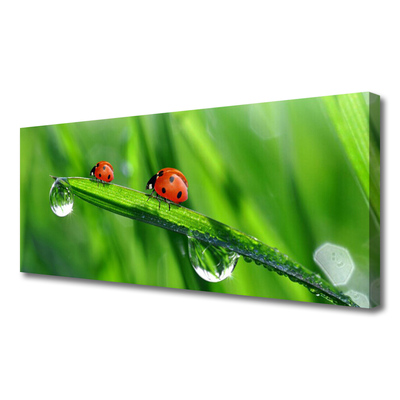Quadro canvas Gotas de grama joaninha