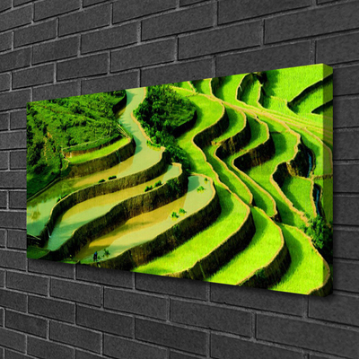 Quadro em tela Natureza da Floresta de Arroz de Campo
