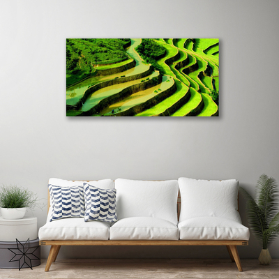 Quadro em tela Natureza da Floresta de Arroz de Campo