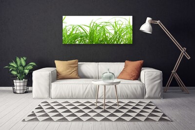 Quadro em tela Natureza da planta grama