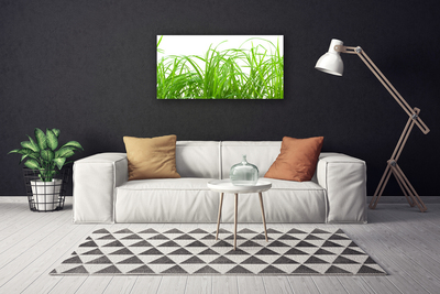 Quadro em tela Natureza da planta grama