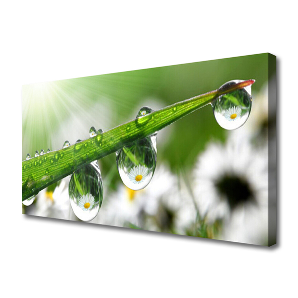 Quadro canvas Gotas de orvalho da grama Natureza
