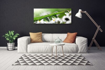 Quadro canvas Gotas de orvalho da grama Natureza