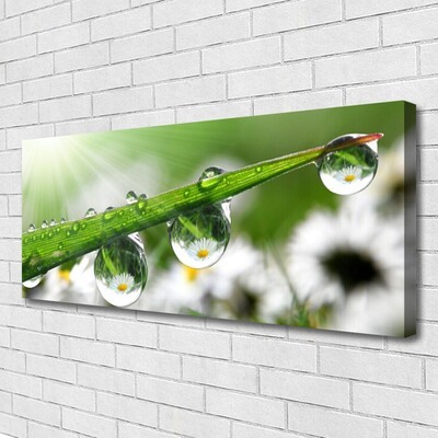 Quadro canvas Gotas de orvalho da grama Natureza