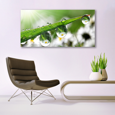 Quadro canvas Gotas de orvalho da grama Natureza