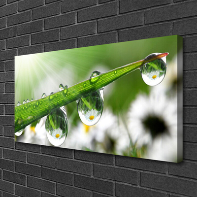 Quadro canvas Gotas de orvalho da grama Natureza