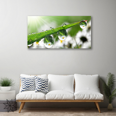 Quadro canvas Gotas de orvalho da grama Natureza