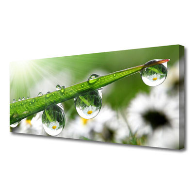 Quadro canvas Gotas de orvalho da grama Natureza