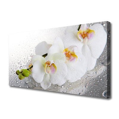 Quadro canvas Flores Planta Natureza