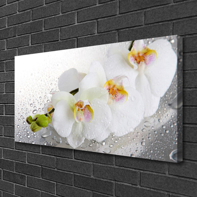 Quadro canvas Flores Planta Natureza