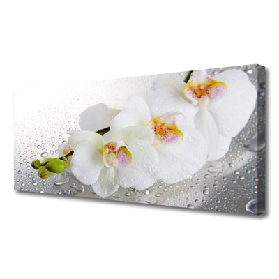 Quadro canvas Flores Planta Natureza