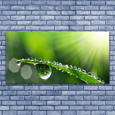 Quadro em tela Gotas de orvalho da grama Natureza