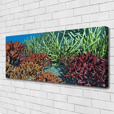 Quadro canvas Natureza dos recifes de corais