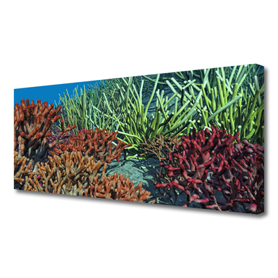 Quadro canvas Natureza dos recifes de corais