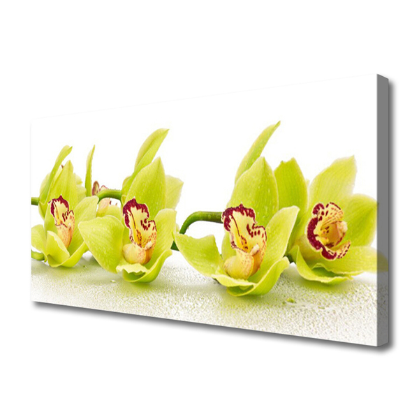 Quadro canvas Flores Planta Natureza