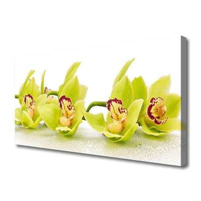 Quadro canvas Flores Planta Natureza