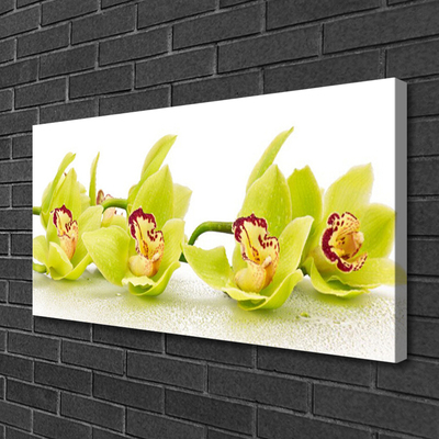 Quadro canvas Flores Planta Natureza