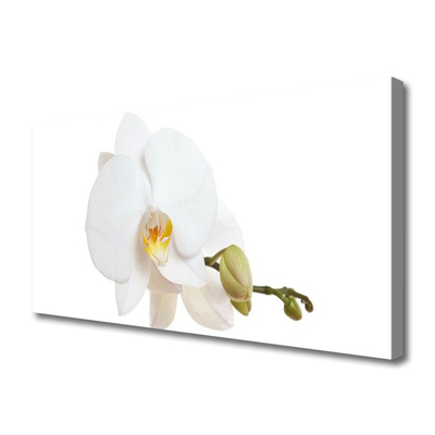 Quadro canvas Flor Planta Natureza