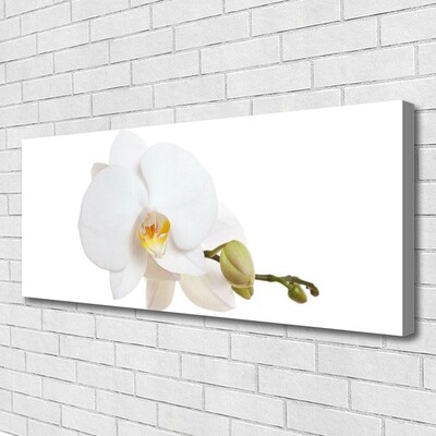 Quadro canvas Flor Planta Natureza