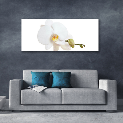 Quadro canvas Flor Planta Natureza