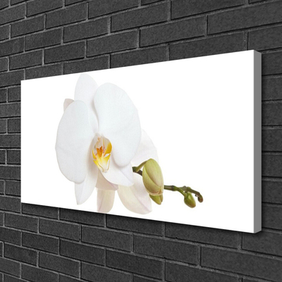 Quadro canvas Flor Planta Natureza