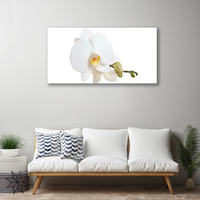 Quadro canvas Flor Planta Natureza