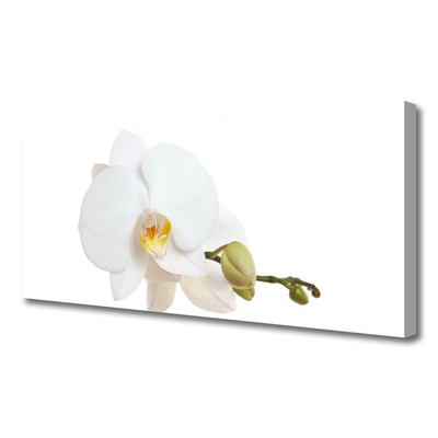 Quadro canvas Flor Planta Natureza