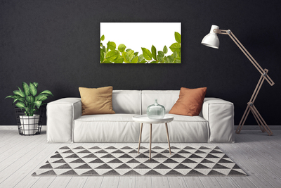 Quadro canvas Folhas Natureza Planta