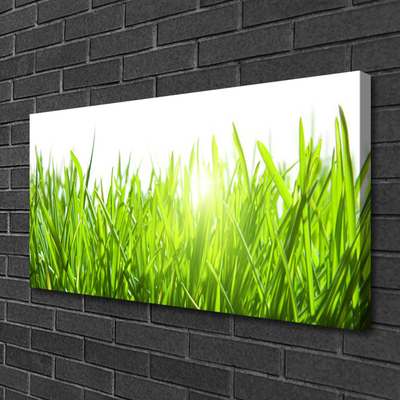 Quadro canvas Natureza da planta grama