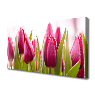 Quadro canvas Tulipas Flores Planta