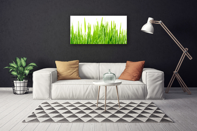 Quadro canvas Natureza da planta grama