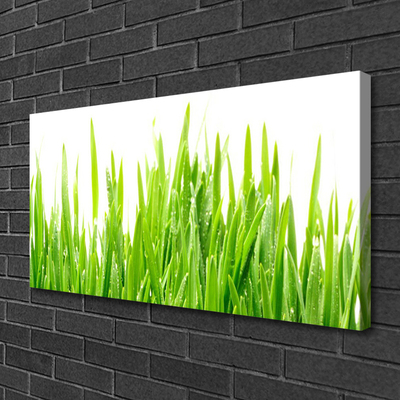 Quadro canvas Natureza da planta grama