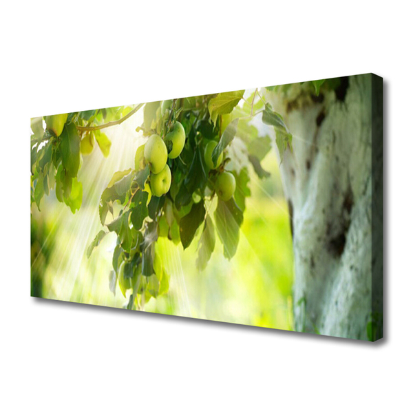 Quadro canvas Maçãs Galho Árvore Natureza