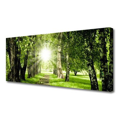 Quadro canvas Caminho do Sol na Floresta Natureza