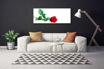 Quadro canvas Rosa Flor Planta Natureza