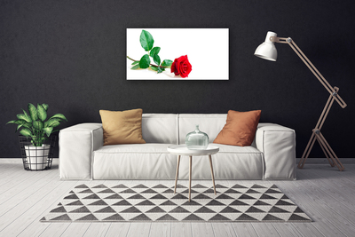 Quadro canvas Rosa Flor Planta Natureza