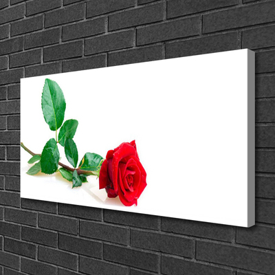 Quadro canvas Rosa Flor Planta Natureza