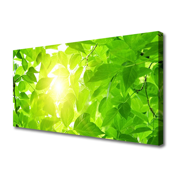 Quadro canvas Folhas Natureza Sol Planta