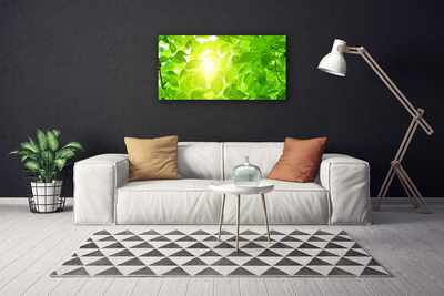 Quadro canvas Folhas Natureza Sol Planta