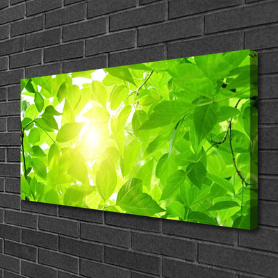 Quadro canvas Folhas Natureza Sol Planta