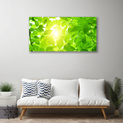 Quadro canvas Folhas Natureza Sol Planta