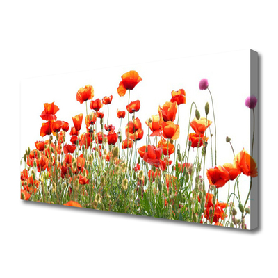 Quadro canvas Papoulas Plantam Natureza