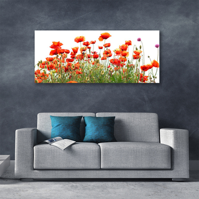 Quadro canvas Papoulas Plantam Natureza