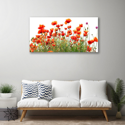 Quadro canvas Papoulas Plantam Natureza