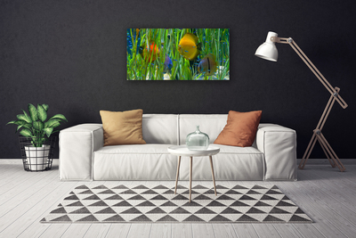 Quadro em tela Peixes Algas Marinhas Natureza