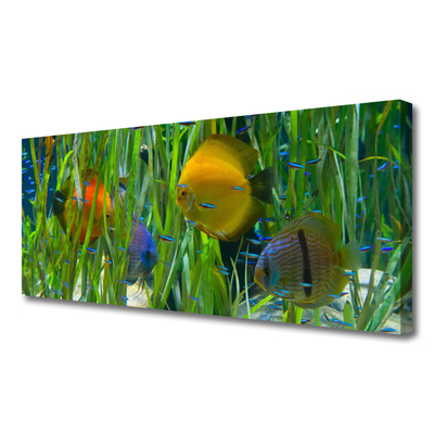 Quadro em tela Peixes Algas Marinhas Natureza