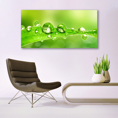 Quadro em tela Folhas Gotas Orvalho Planta